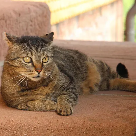 Daire Kienbronnerhof *