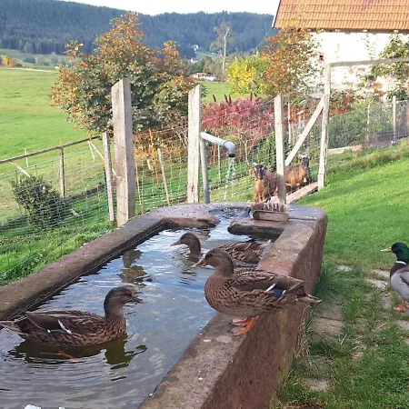 Daire Kienbronnerhof Schiltach